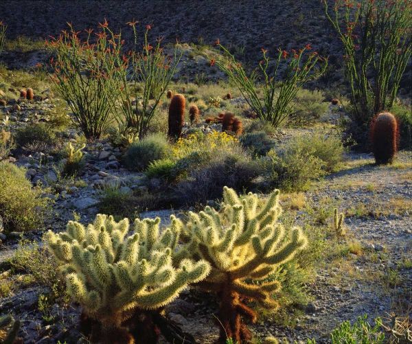 CA, Anza-Borrego Cactus with Ocotillo plants